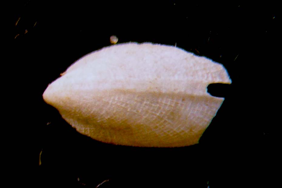 Zeidora naufraga